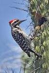 woodpecker240's foto